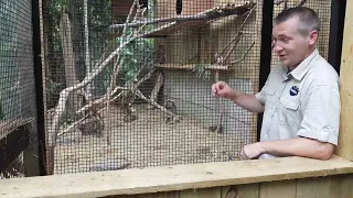 Feeding the Asian Leopard Cats at Plantasia Tropical Zoo