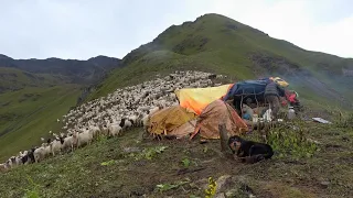 the nomadic life in the highland || Nepal🇳🇵|| lajimbudha ||