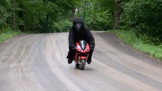 MOTORBIKING BIGFOOT SIGHTING CAUGHT ON TAPE