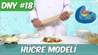 Fen Deneyi #18 | Hücre Modeli Nasıl Yapılır?