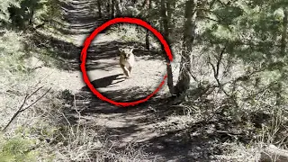 How Hiker Survived Being Stalked by a Mountain Lion