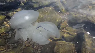 медузняк