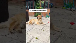 Marley stands guard when mini and tiny-gary are playing outside!🙏🔊🔊#goldenretriever #braveboy