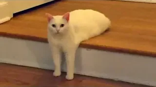 Super Weird Cats Compilation