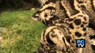 Pt. Defiance Clouded Leopard Cubs