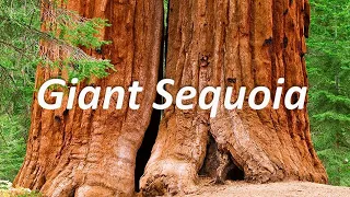 The Tallest Trees on Earth | Nature Documentary Film | National and State Parks |  Classic TV Show