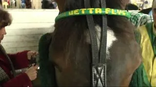 Jetta Flys at Flamboro Downs