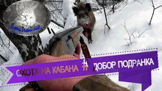 охота на кабана#добор подранка