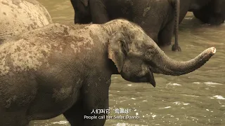 March of the Elephants EP01 Heading North 与象同行 第一集 北移