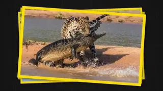 Moments When Big Cats Face the Crocodile on ANIMAL PLANET