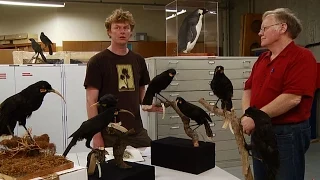 Who Killed The Huia - Tales from Te Papa episode 96