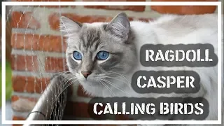 Cat calling birds - Casper chattering or talking to bird?