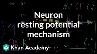 Neuron resting potential mechanism | Nervous system physiology | NCLEX-RN | Khan Academy