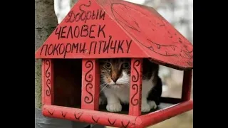 🐈Тайная жизнь котов! 😺 Подборка смешных котов и котят для хорошего настроения! 😻