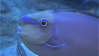 サザナミトサカハギ　Bignose unicornfish,Saipan Dimple　Naso vlamingii