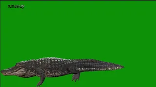 Crocodile walking Green Screen 3D Alligator