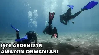 Antalya'nın muhteşem su altı dünyası görenleri kendine hayran bırakıyor