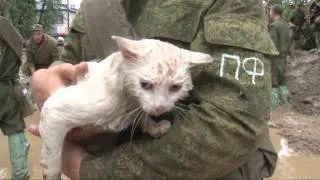 Военные строят дамбу. Один из бойцов снимает с дерева мокрого  белого кота кричащего от ужаса.