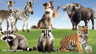 Happy Animal Moment, Familiar Animal Sounds: Raccoon, Buffalo, Dog, Badger, Tiger - Animal Paradise