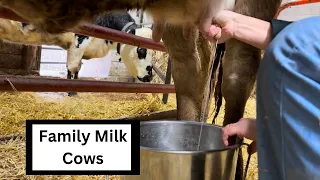 FAMILY MILK COWS