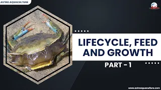Lifecycle, feed and growth Part-1