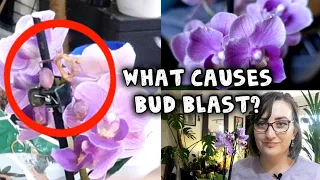 What causes phalaenopsis orchid bud blast?