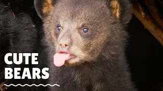 Youtube Top10 Cutest Grizzy Bears Movements