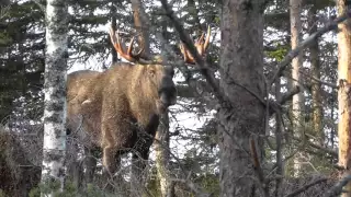 Ståndskall stortjur älgjakt 2015