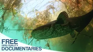 Biodiverse Wildlife in the former Dirtiest River in Germany