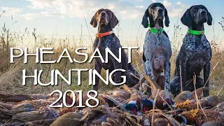 South Dakota Pheasant Hunt 2018