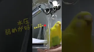 【水遊び】#セキセイインコ #かわいい #youcut #ハルクイン #水遊び #水浴び