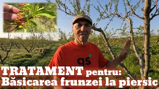 Tratament pentru băsicarea frunzei la piersic