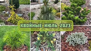 ХВОЙНЫЕ В ИЮЛЕ 2023 | БОЛЕЕ 40 СОРТОВ ЗА 8 МИНУТ | ПОДМОСКОВЬЕ 4 ЗОНА