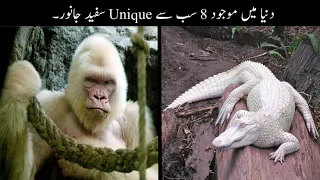 8 Most Rare White Animals In The World Urdu | دنیا میں موجود عجیب سفید جانور | Haider Tv