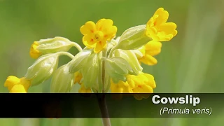 Cowslip (HD) UK Wildflowers #1