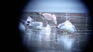 Чайки и шампанское/ Gulls and Champagne