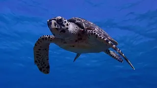 Hawksbill sea turtle (Eretmochelys imbricata)