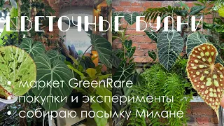 Цветочные будни 4: маркет Green Rare, сезон посылок, экспериментирую с Бегониями.