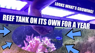 Reef tanks, corals and fish on their own for a year. No reef maintenance, no water changes.