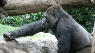 LORO PARQUE. Tenerife. Spain. Парк Попугаев. Шоу Касаток. Тенерифе, Канары