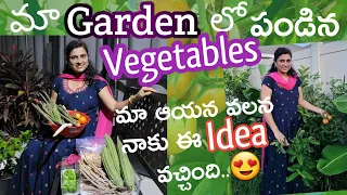 మా Garden లో పండిన  Vegetables| ఈ Year కొత్తగా ఎం Plants వేసమ్మంటే..?|Harvest|Vlog| Madhuri Sunshine