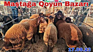 Maştağa Qoyun Bazarı 17 sentyabr 2023 Vitamin Satışı 0706208803 @mubarizemintv2271