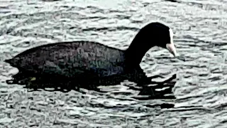 Coot diving for food ( 5 dives ).