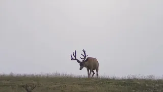 Henry Mountains Mule Deer 2022