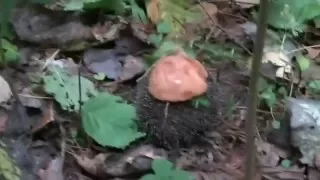 Грибы и ёжик /  The mushroom and hedgehog
