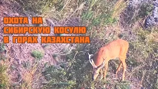Охота на косулю. Siberian roe deer in Kazakhstan