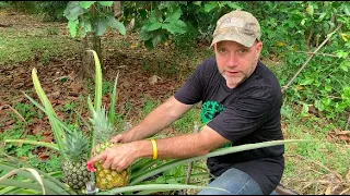 How to Plant a Tiny Pineapple Garden