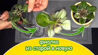 Омоложение старой фиалки