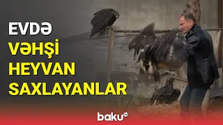 Evdə vəhşi heyvan saxlayanlar - BAKU TV