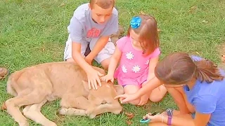 Two Headed Cow Born In Kentucky Farm Is A Two Faced Calf Lucky